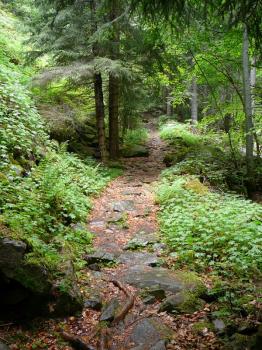 Walking through the forest at the Waterfalls Canyon Path Walking through the forest at the Waterfalls Canyon Path